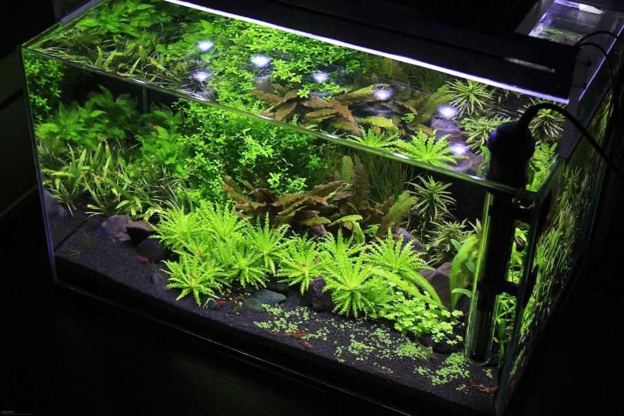 Красивые аквариумы травники