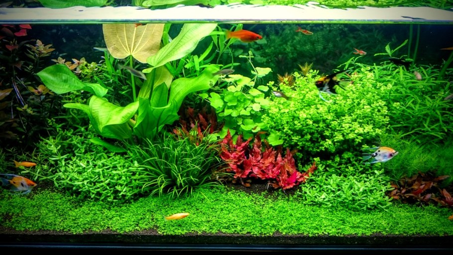 Красивые аквариумы с растениями
