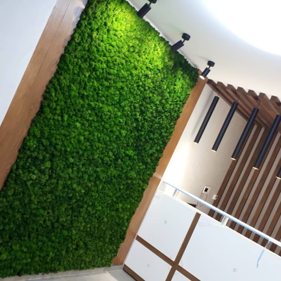 Фитостена мох сбоку