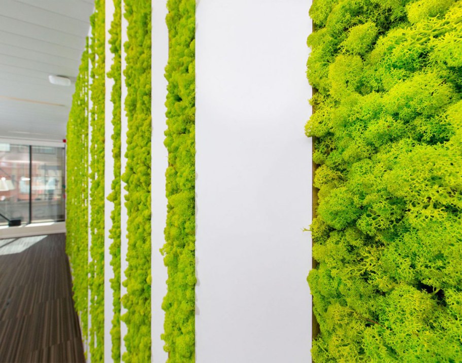 Moss Green / мох стабилизированный