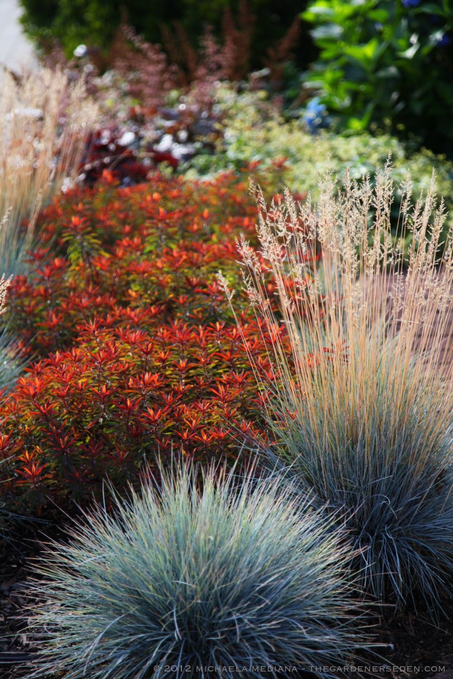 Овсяница сизая