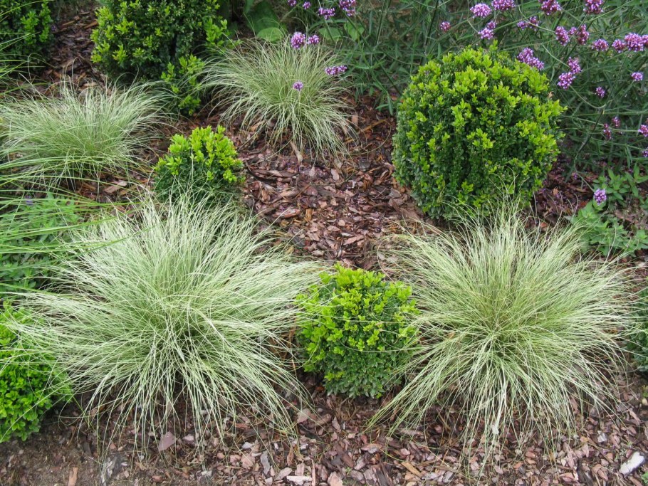 Овсяница Майра