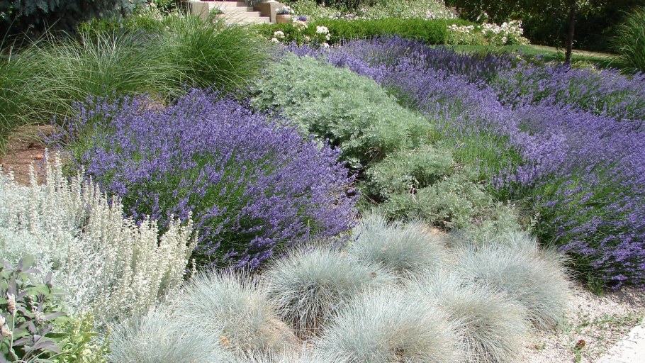 Овсяница сизая Варна