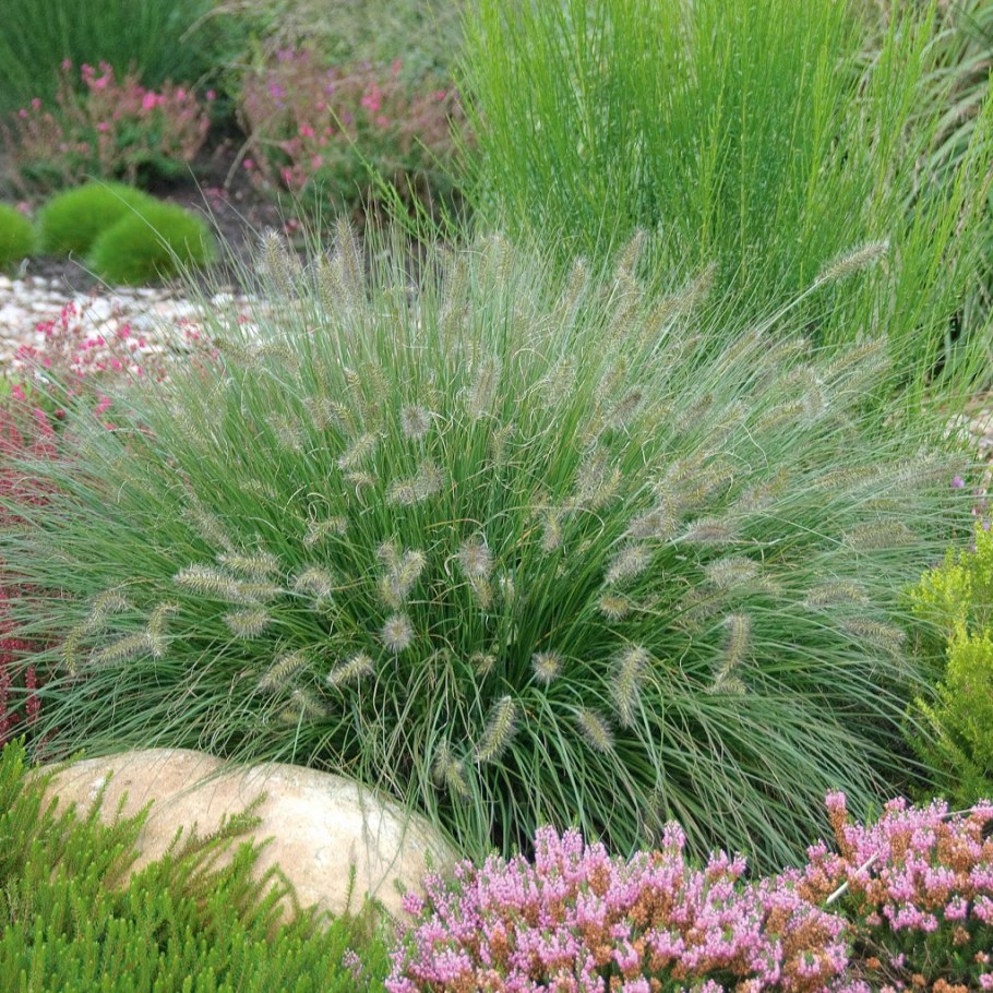 Мискантус Императа