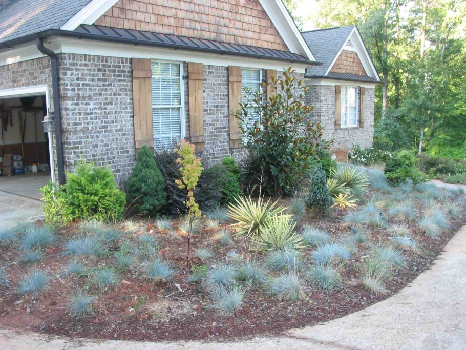 Овсяница сизая в ландшафтном