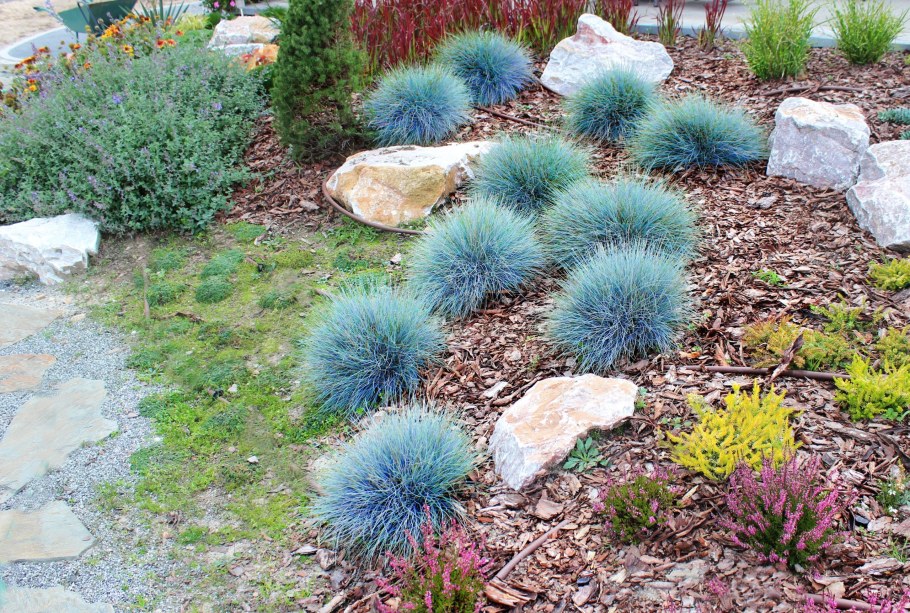 Овсяница сизая лазурит