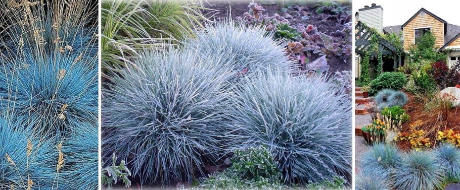 Овсяница сизая азурит