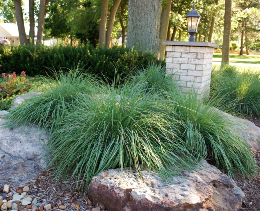 Овсяница сизая "Festuca"