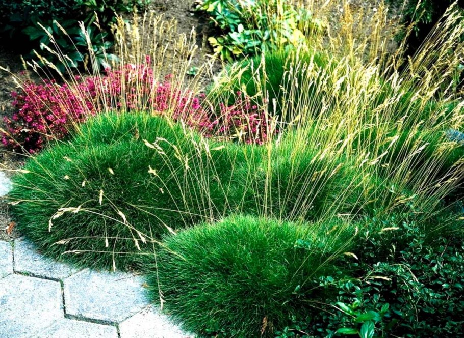 Овсяница Готье