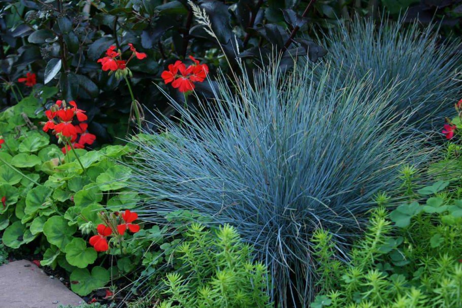 Овсяница голубая