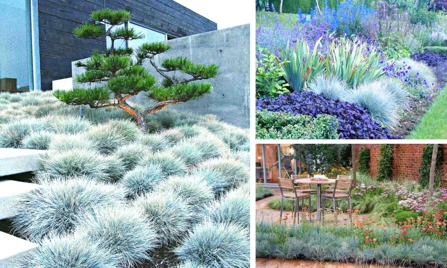 Овсяница сизая лазурит