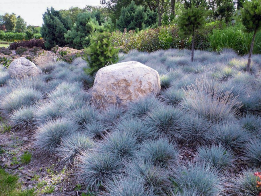 Овсянница "сизая" Festuca glauca
