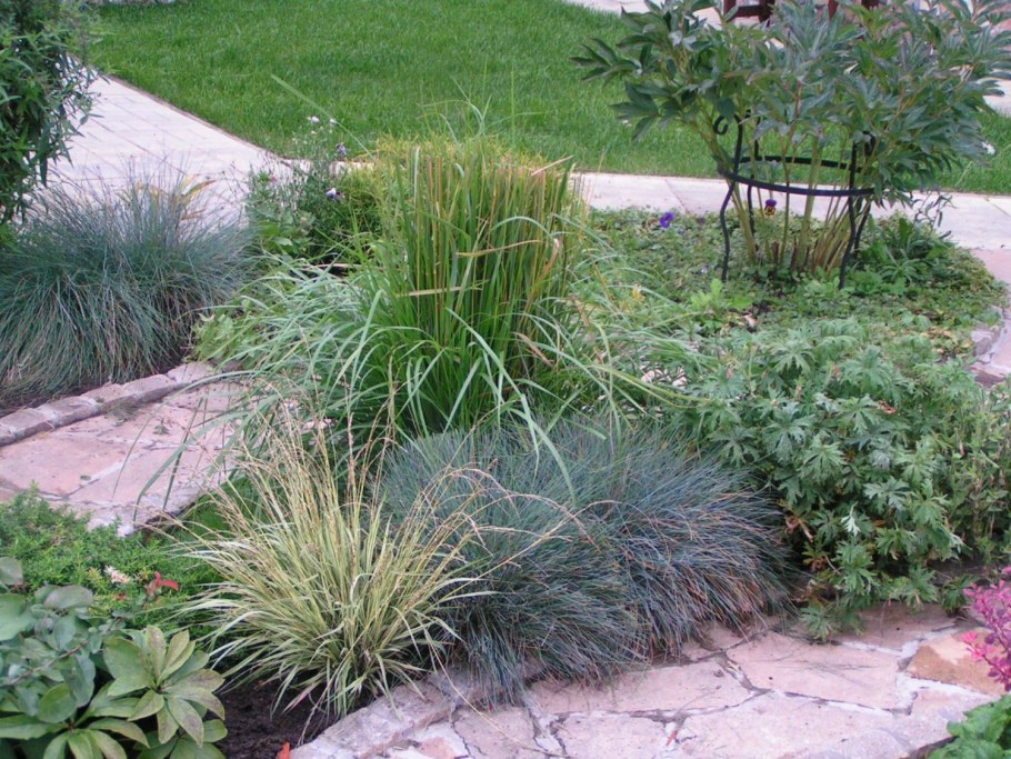 Овсяница фестука сизая