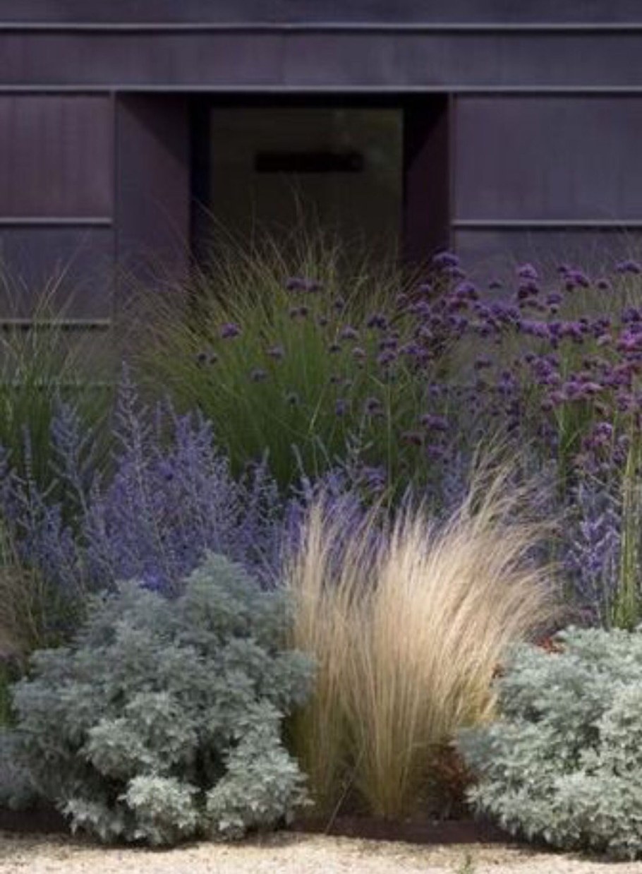 Перовския лебедолистная little Spire