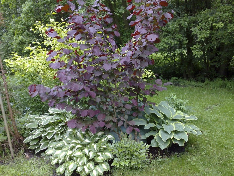 Гортензия дерен и пузыреплодник