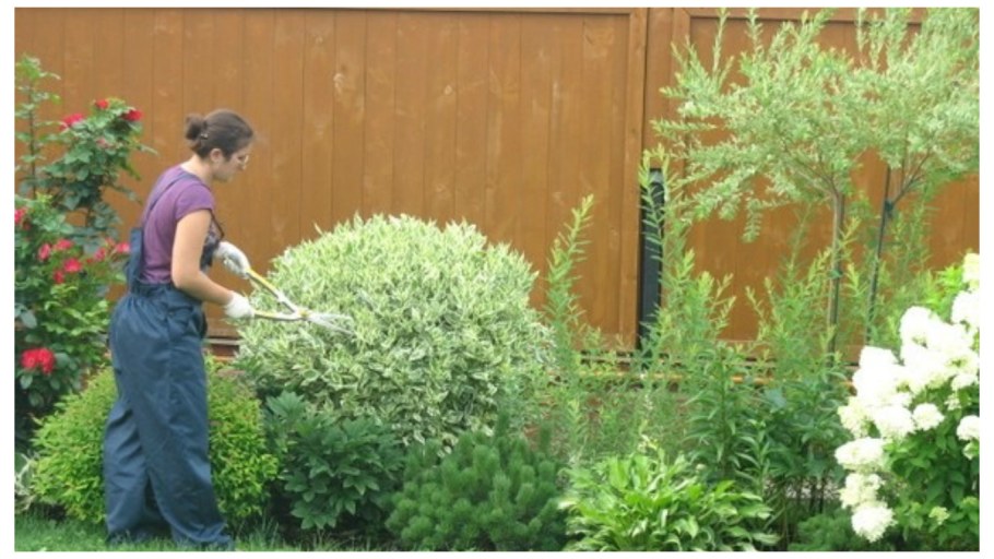 Дерен белый Элегантиссима и туи