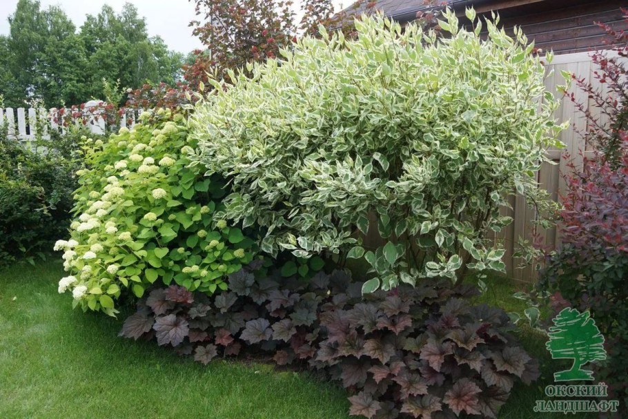 Дерен/ гортензия и спирея