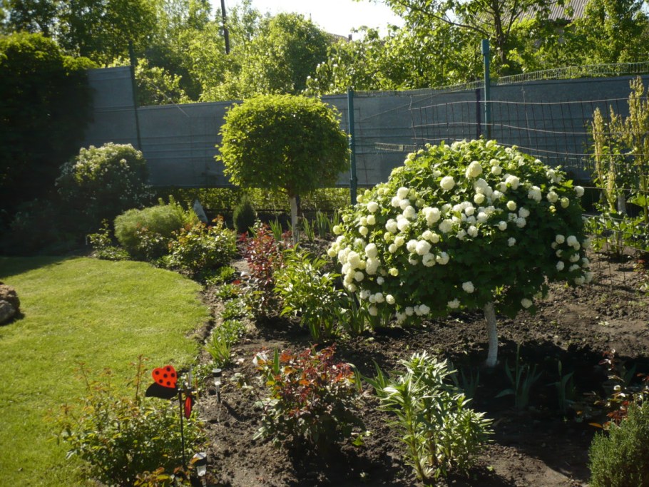 Кустарник Калина бульденеж