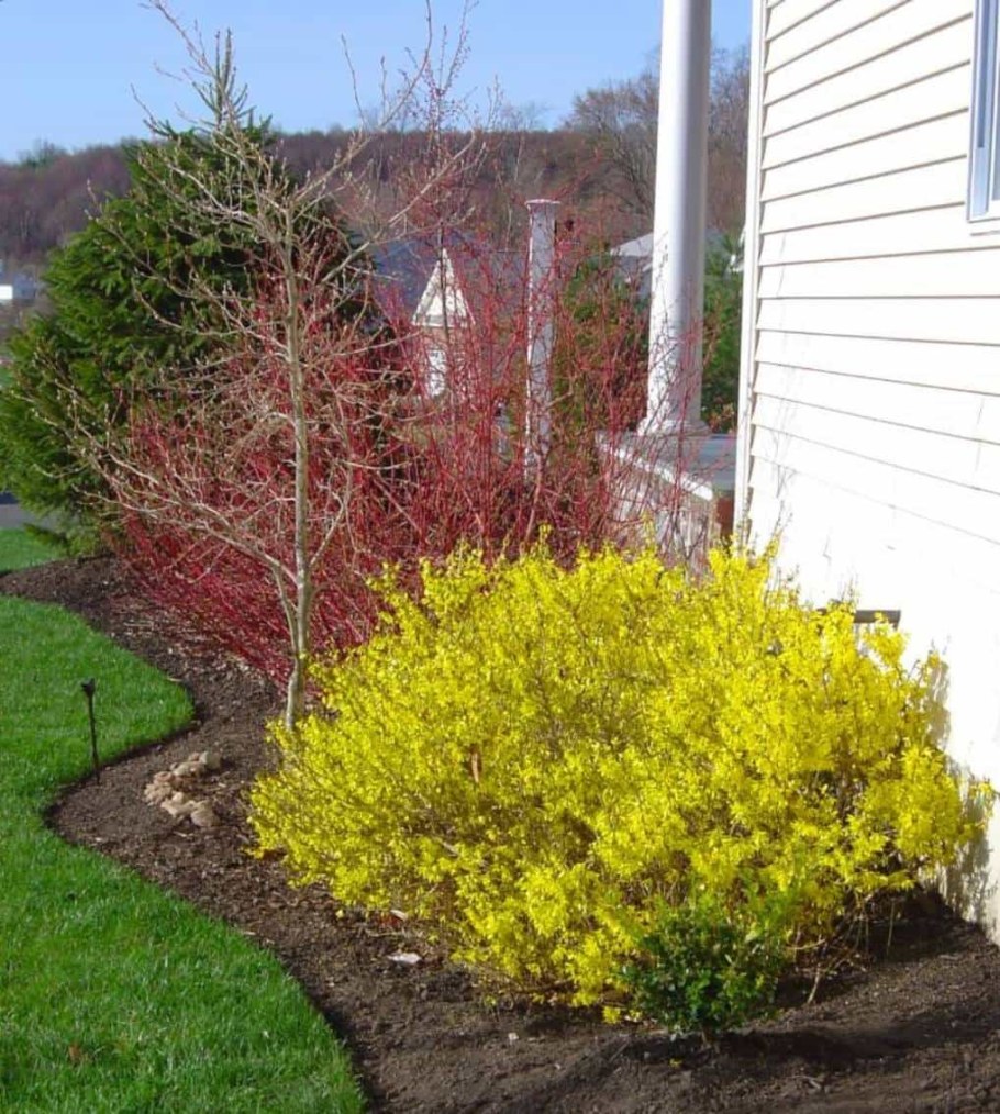 Барбарис дерен форзиция