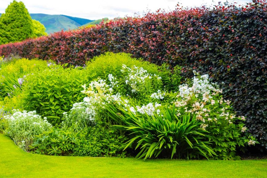 Дерен и пузыреплодник