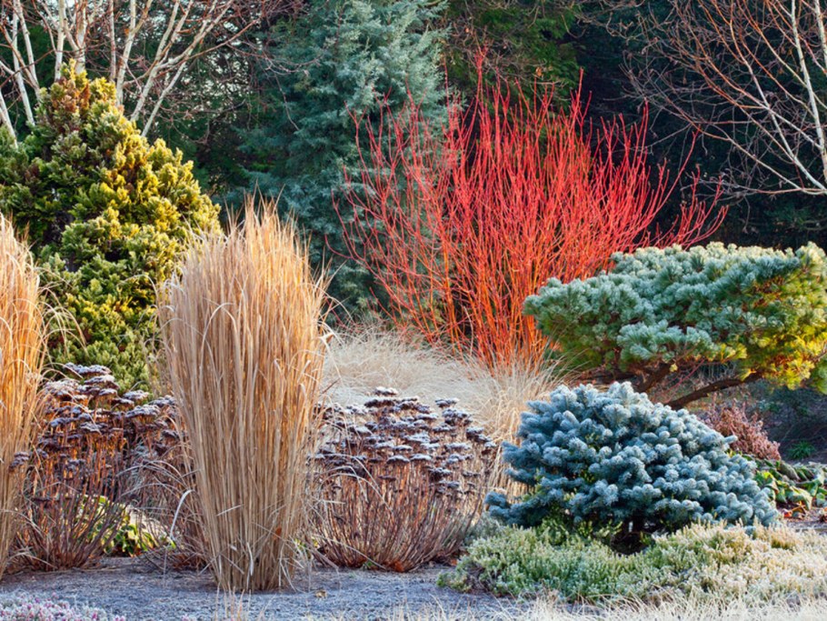 Дерен Сибирский Вариегата