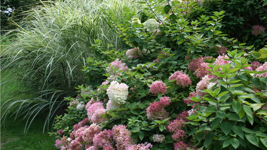 Гортензия метельчатая и спирея