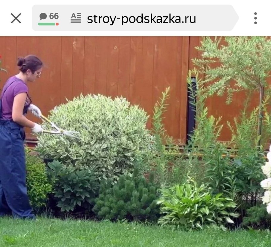 Формировка дерена Элегантиссима