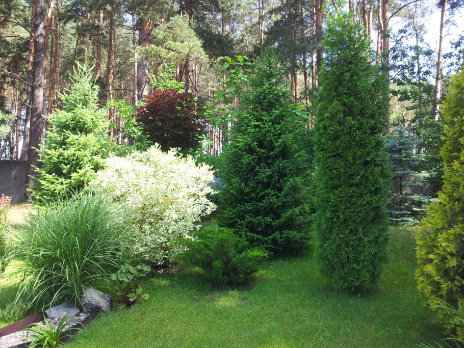 Дерен Элегантиссима