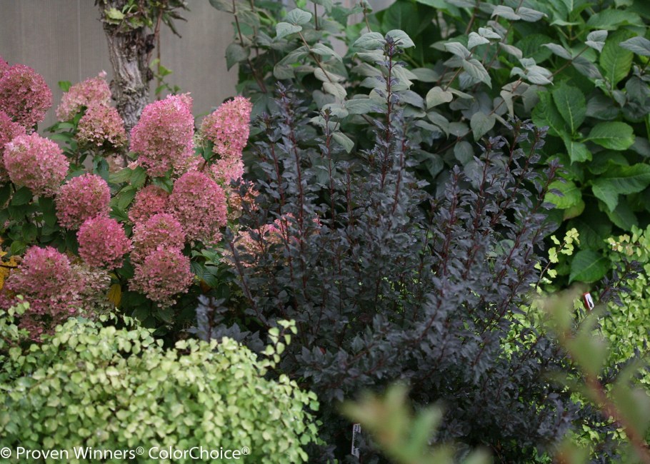 Пузыреплодник калинолистный tiny Wine