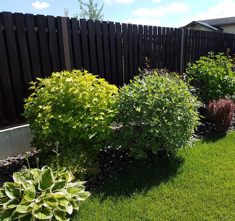 Дерен Ауреа изгородь