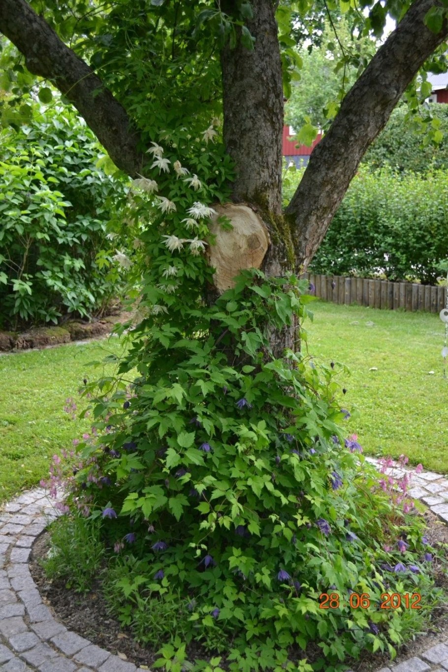 Смородина в ландшафте