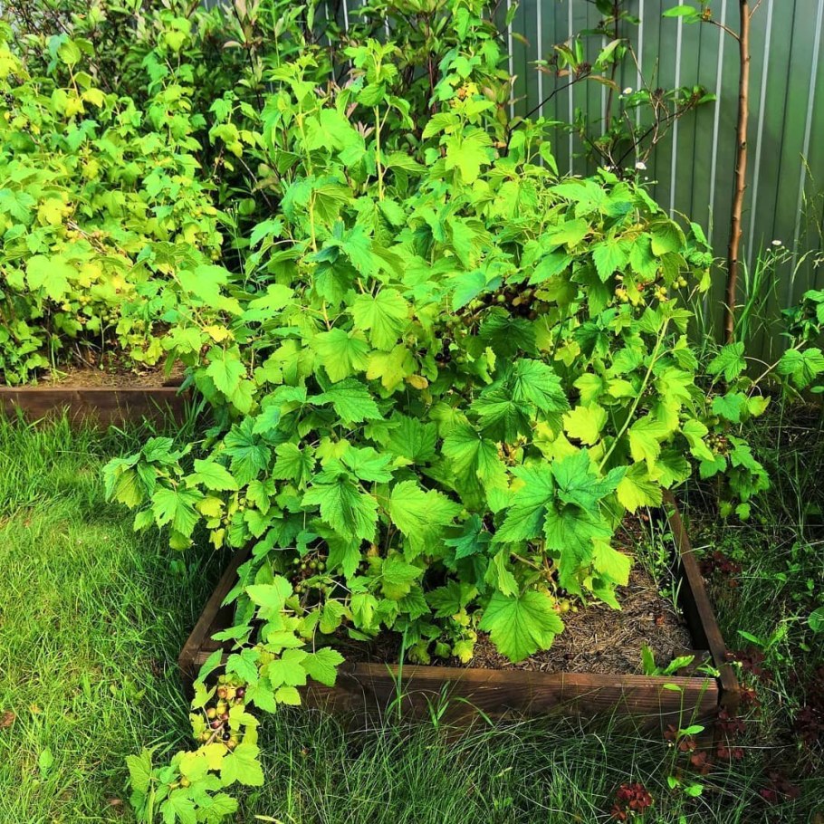 Смородина черная куст