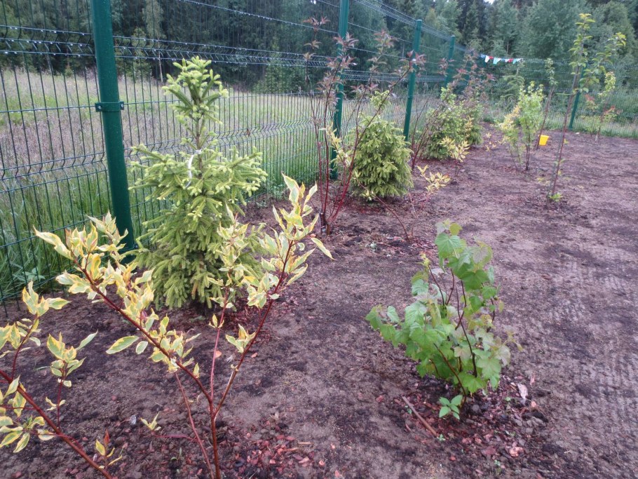 Кусты смородины в саду