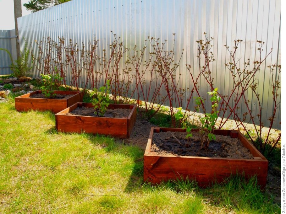 Приствольный круг крыжовника