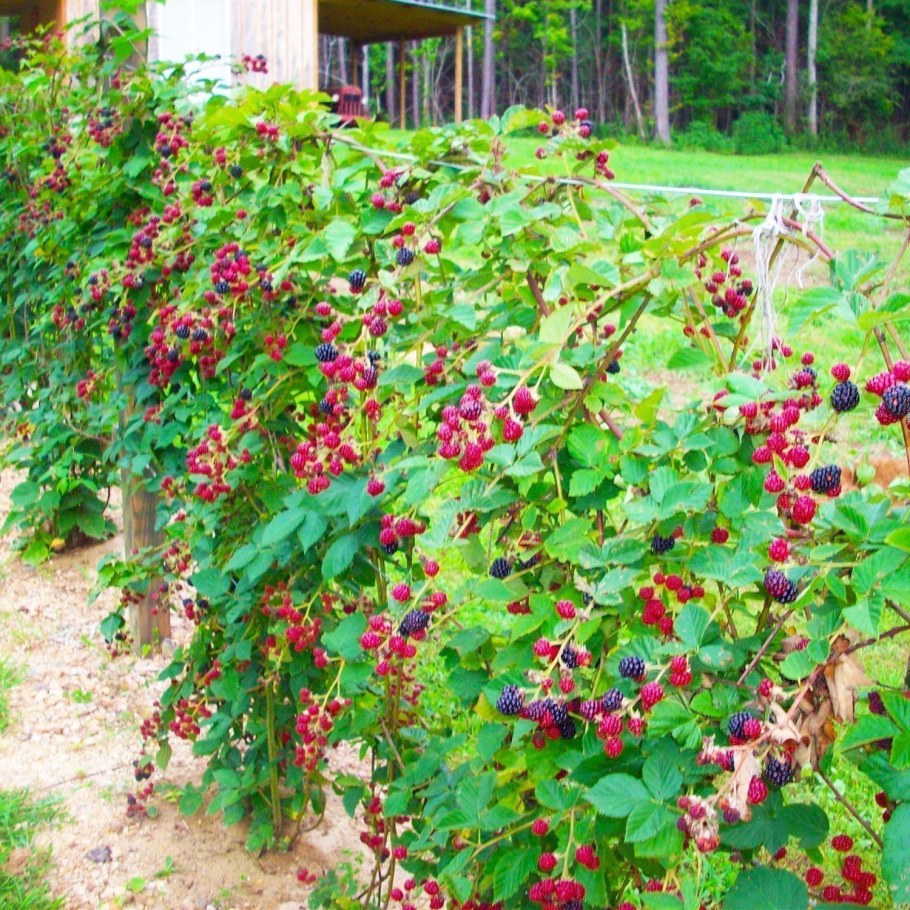 Ежевика Садовая Natchez Натчез