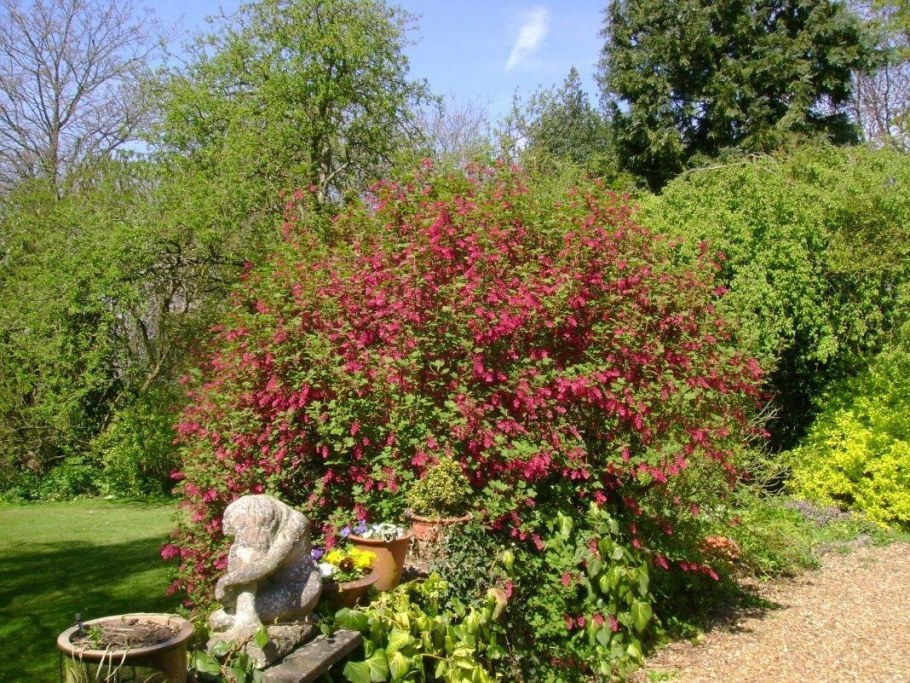 Смородина Король Эдвард