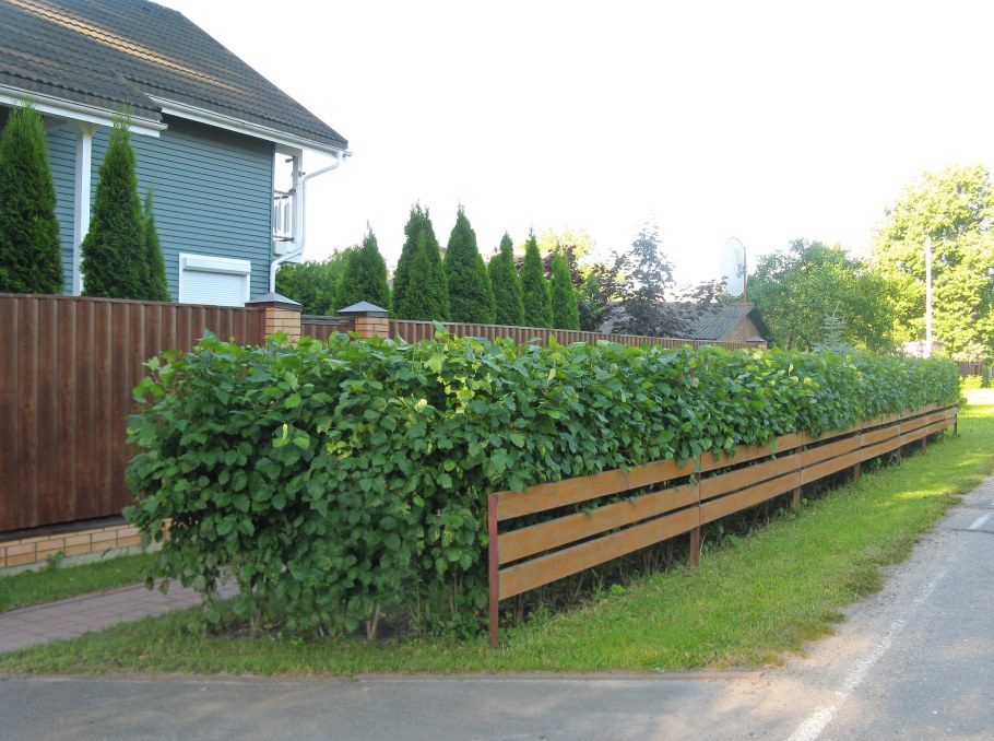 Смородина золотистая изгородь