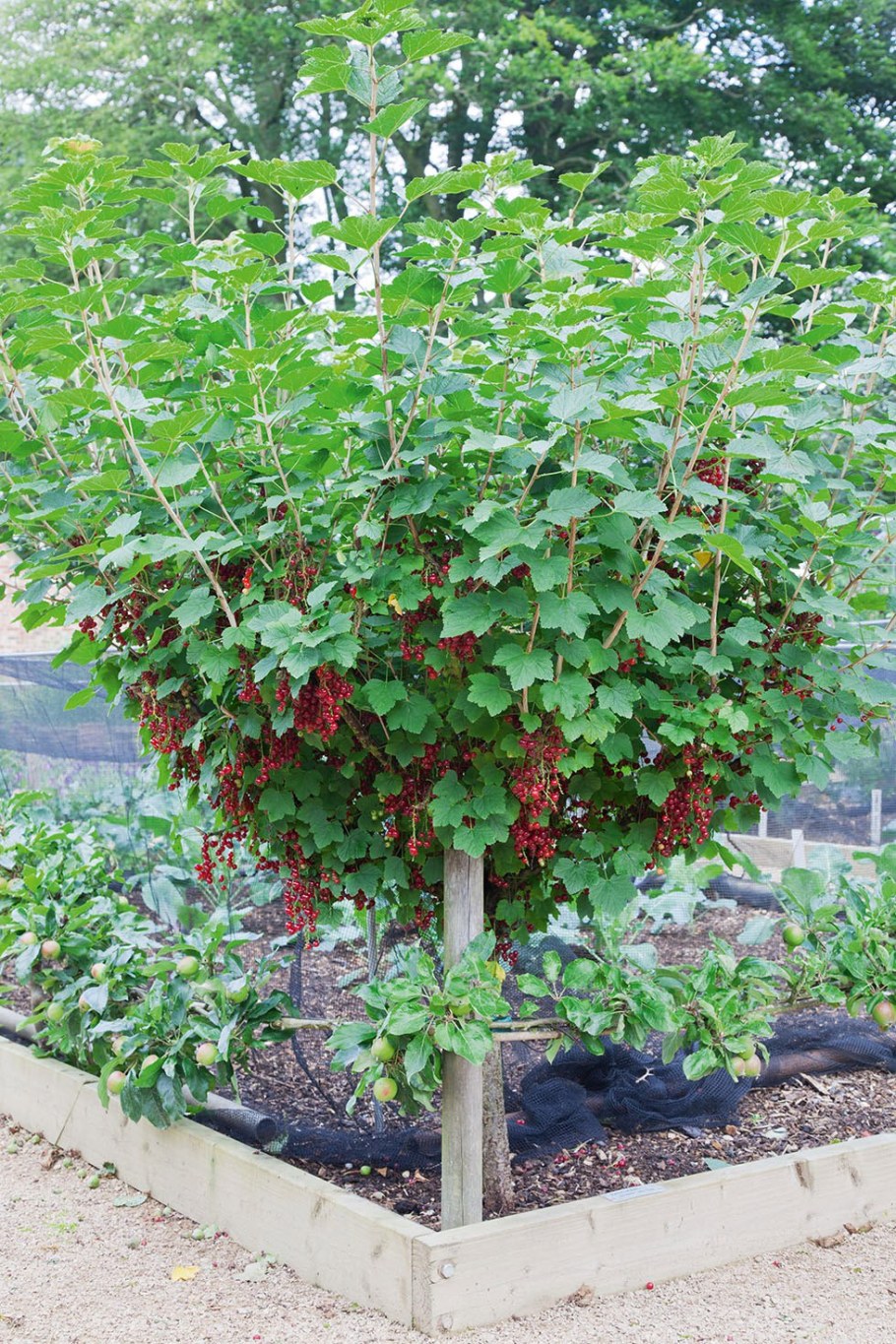 Штамбовая красная смородина