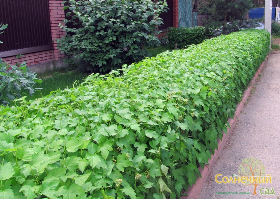 Смородина Альпийская 'Schmidt'