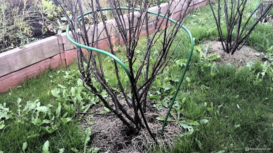 Йошта подвязка