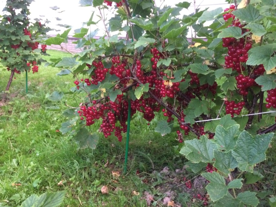 Штамбовая красная смородина