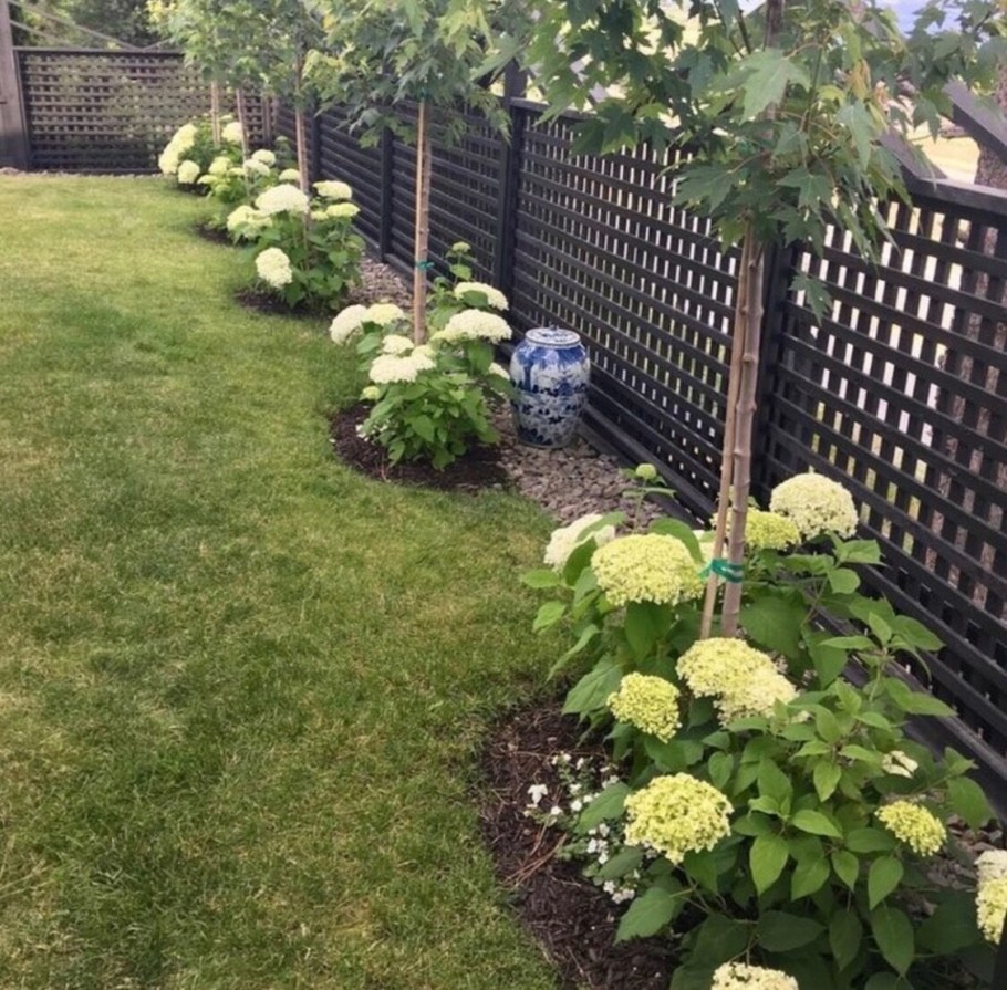 Гортензия Анабель вдоль забора