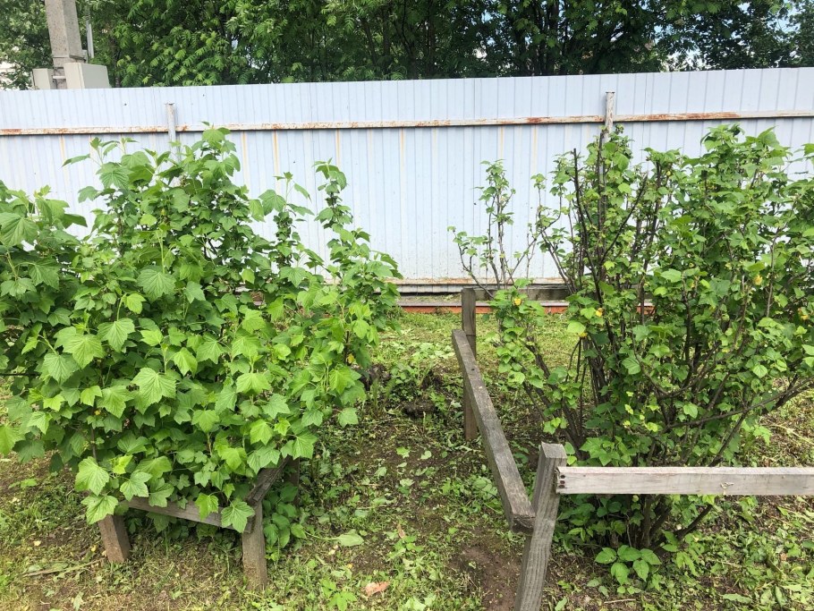 Смородина черная «чаровница» куст