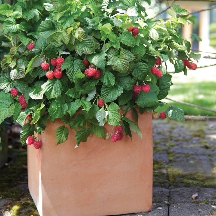 Малина ремонтантная Бон Бон Берри Ямми