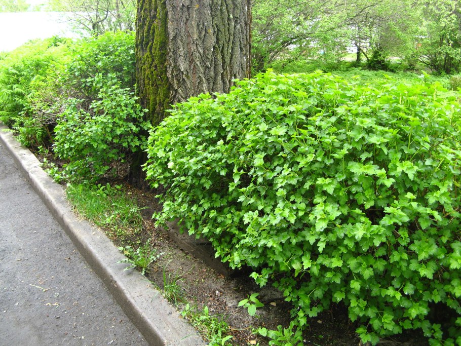 Смородина Альпийская Шмидт кусты