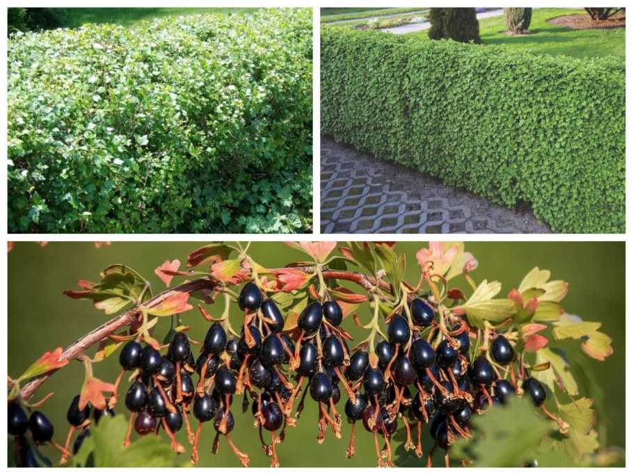 Смородина золотистая изгородь