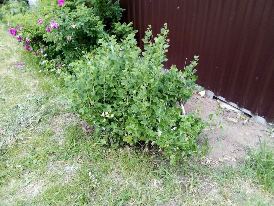 Кусты смородины и крыжовника
