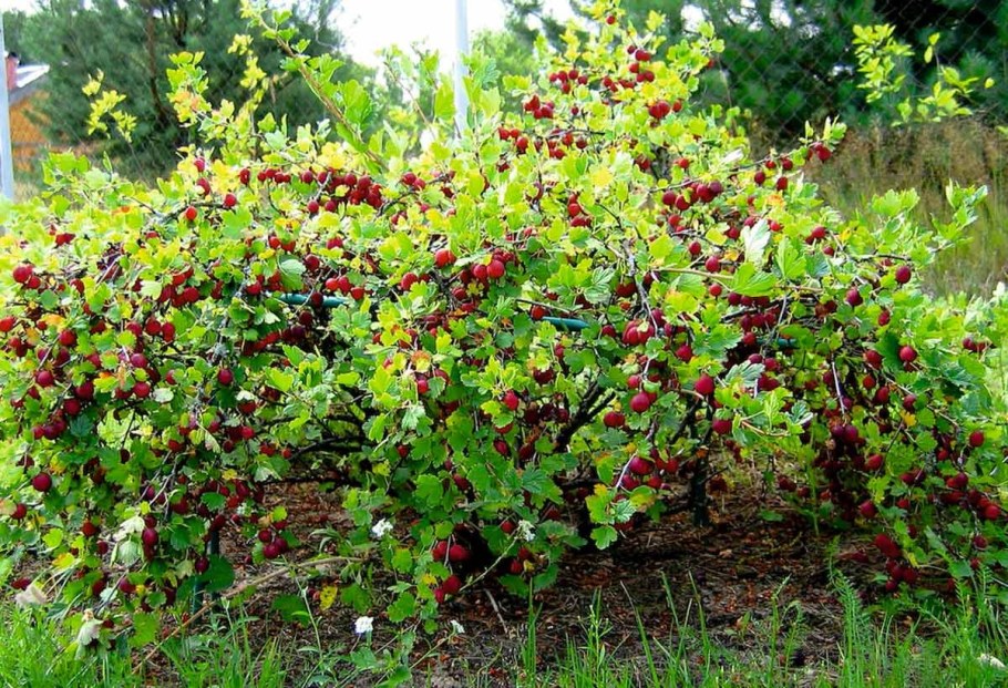 Барбарис йошта