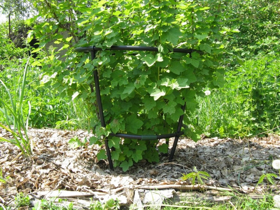 Кусты смородины подпорки