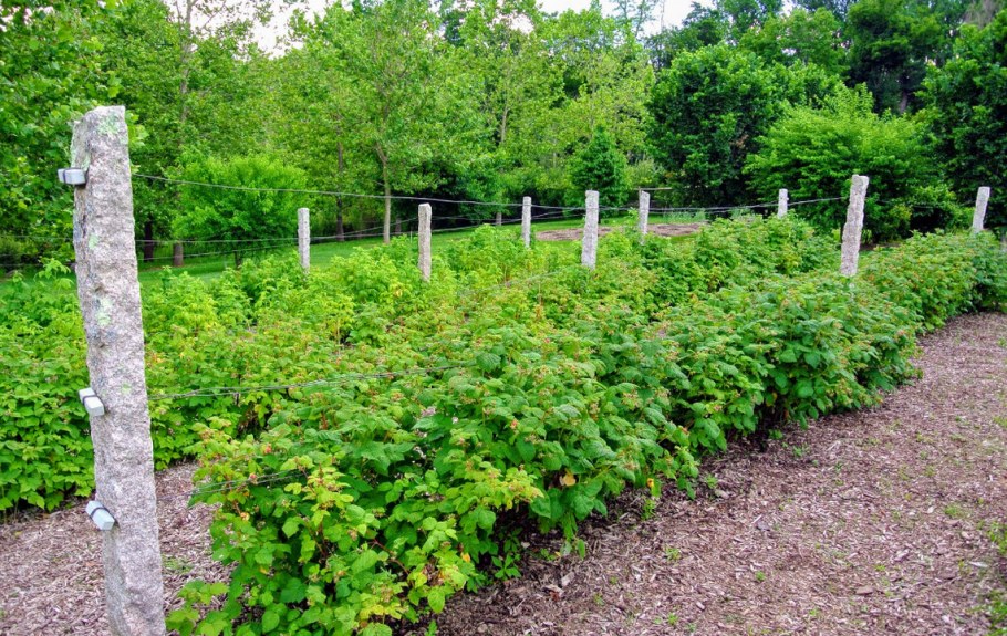 Смородина золотистая изгородь
